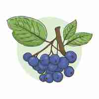 Free vector hand drawn aronia illustration