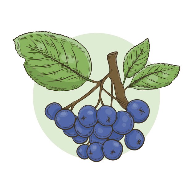 Hand drawn aronia illustration