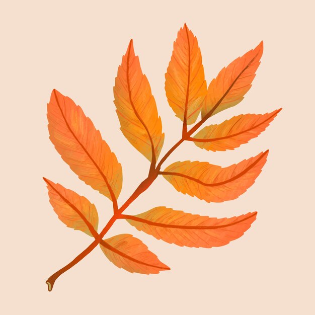 Hand drawn ash element vector fall leaf