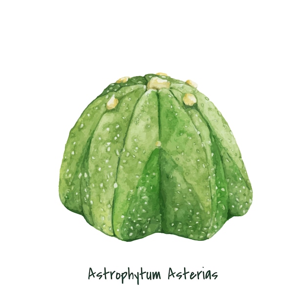 Hand drawn astrophytum asterias sand dollar cactus