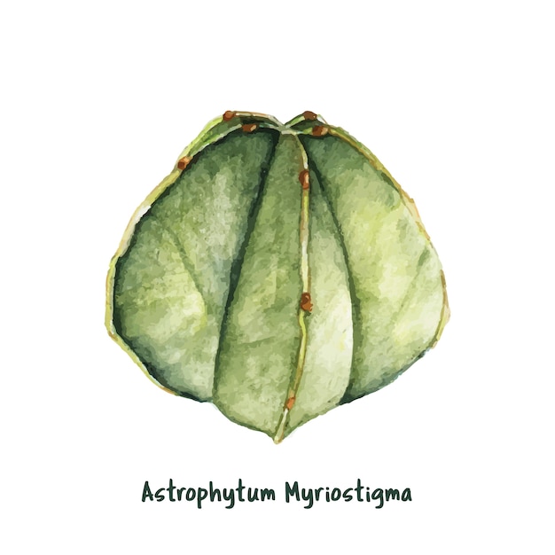 Vettore gratuito vescovo di myriostigma astrophytum disegnato a mano