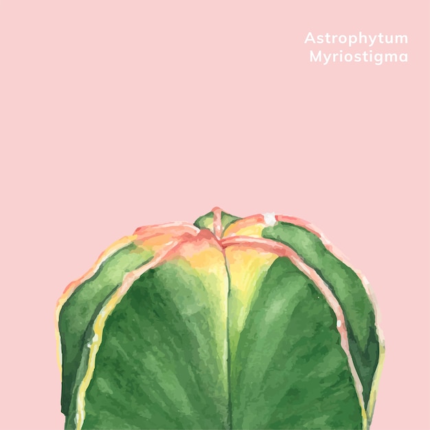 Vettore gratuito astrophytum myriostigma disegnato a mano