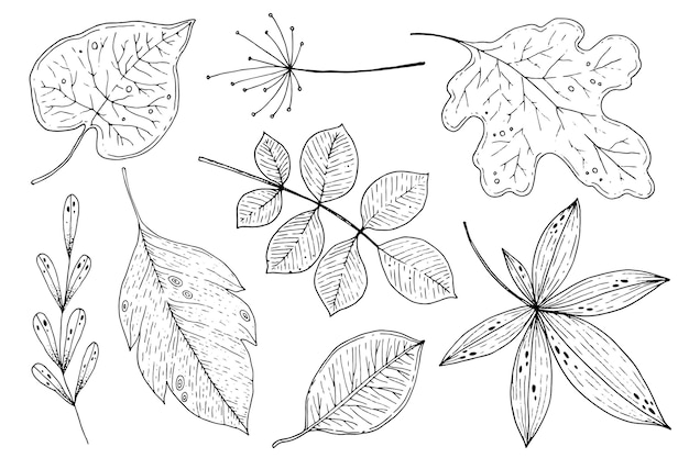 Hand drawn autumn leaves collection