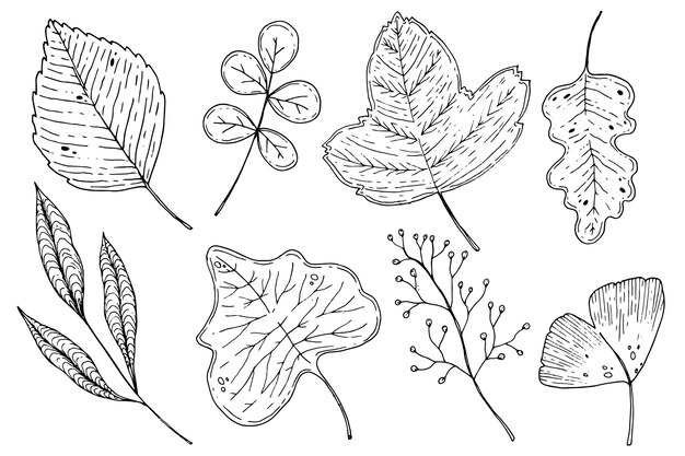 Hand drawn autumn leaves collection