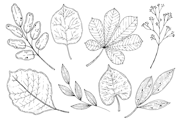 Hand drawn autumn leaves collection