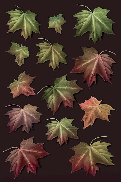 Hand drawn autumn maple leaf collection vector