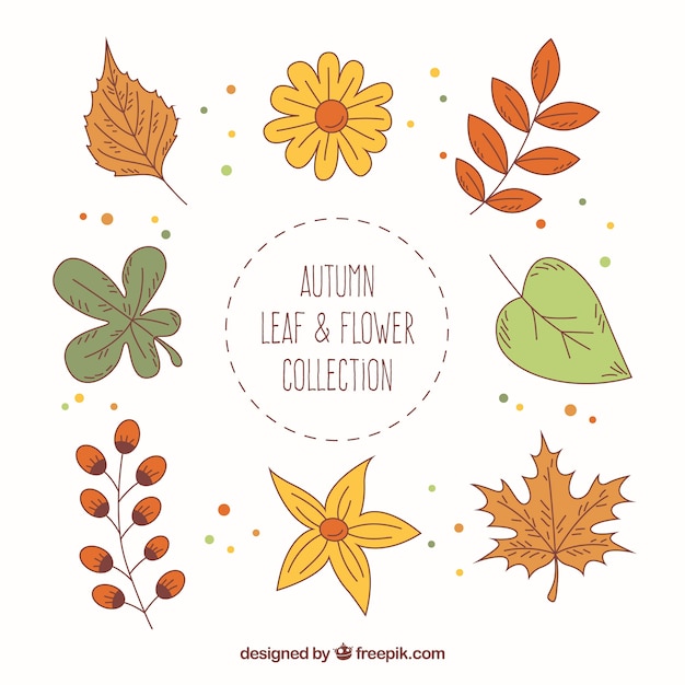 Hand drawn autumnal leaves