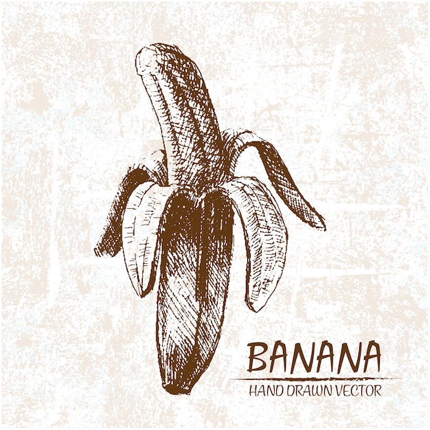 Vettore gratuito disegnata a mano disegno di banana