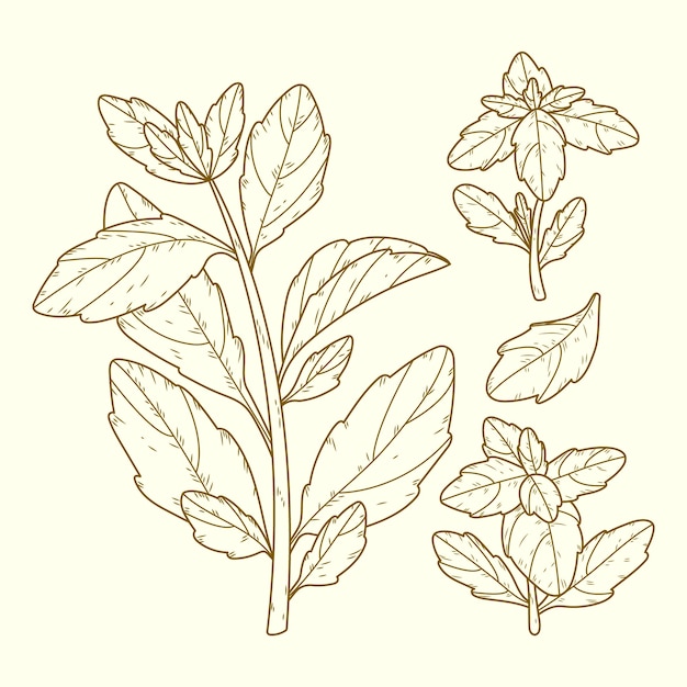 Free vector hand drawn basil  drawing illustration