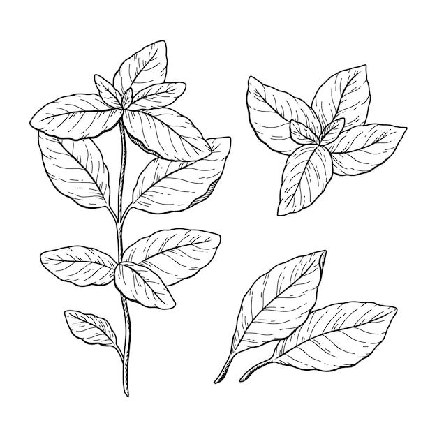 Hand drawn basil  drawing illustration