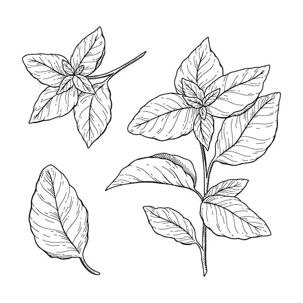 Hand drawn basil  drawing illustration