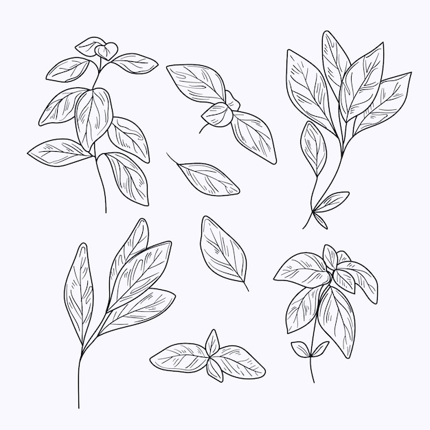 Hand drawn basil outline illustration