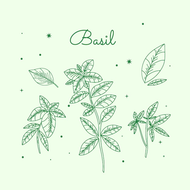 Free vector hand drawn basil outline illustration