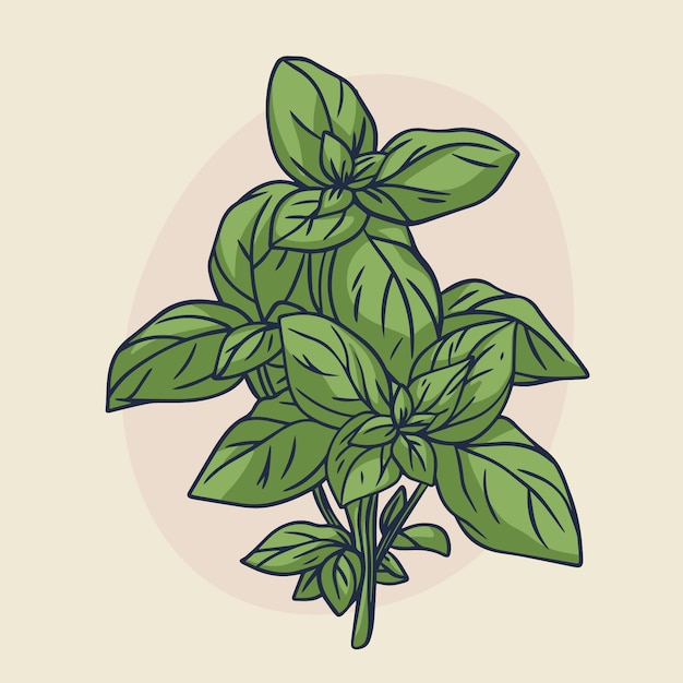 Hand drawn basil outline illustration