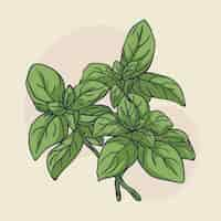 Free vector hand drawn basil outline illustration