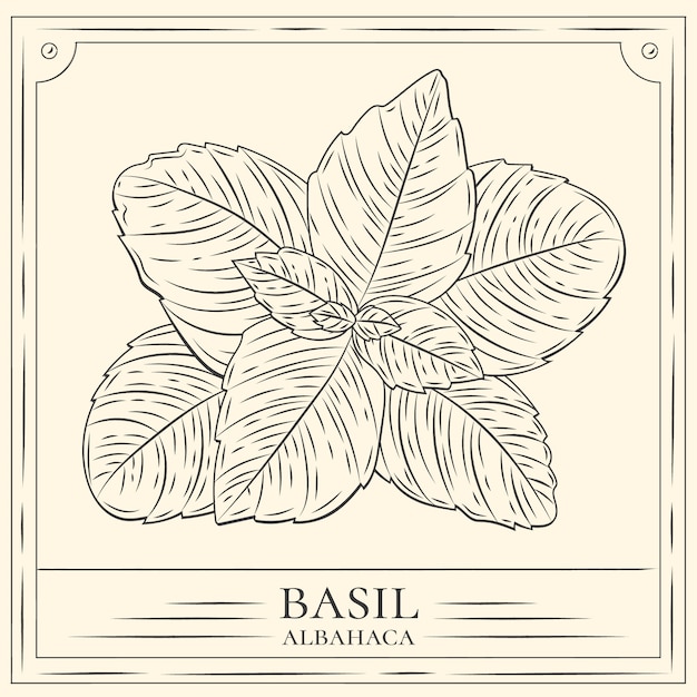 Free vector hand drawn basil outline illustration