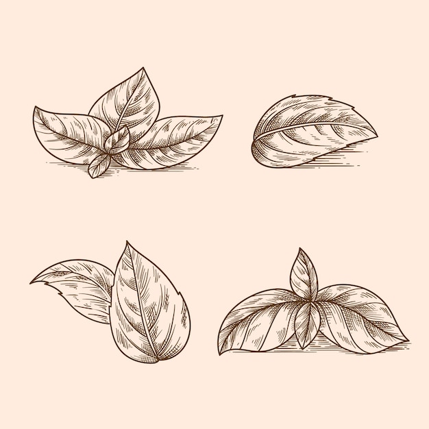 Free vector hand drawn basil outline illustration