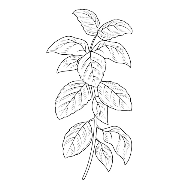 Hand drawn basil  outline illustration