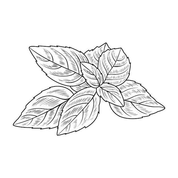 Hand drawn basil  outline illustration