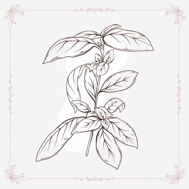 Hand drawn basil  outline illustration