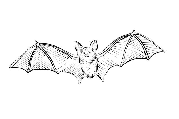 Illustrazione del profilo del pipistrello disegnato a mano