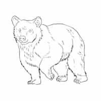 無料ベクター 手描きのクマの概要図