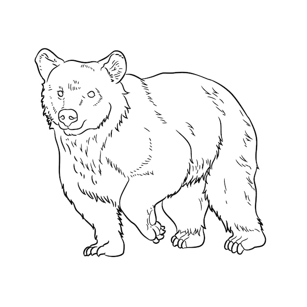 Hand drawn bear outline illustration