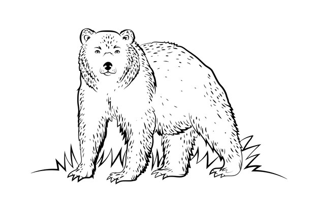 手描きのクマの概要図