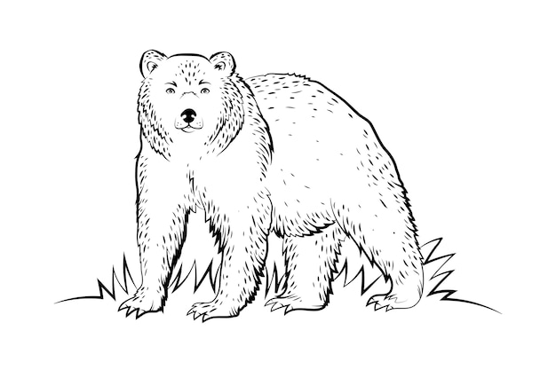 手描きのクマの概要図