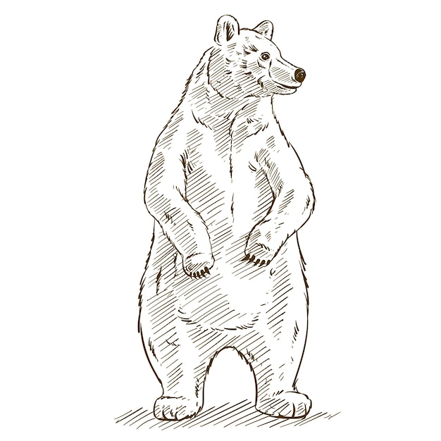 Бесплатное векторное изображение Нарисованная рукой иллюстрация контура медведя
