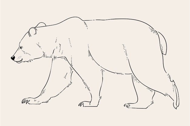 手描きのクマの概要図