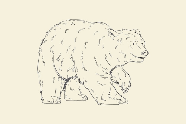 Illustrazione del profilo dell'orso disegnato a mano