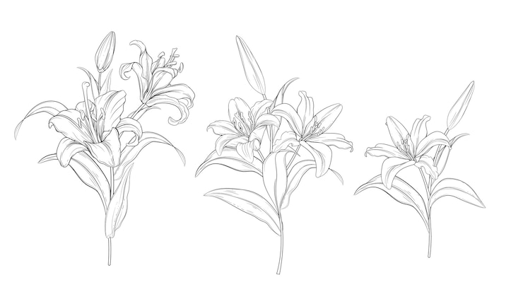 無料Vector 手描きの美しいユリの花束