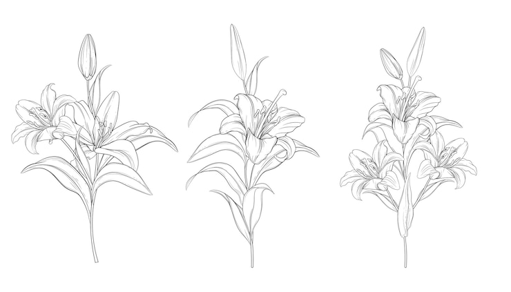 Free Vector hand drawn beautiful  lily bouquets