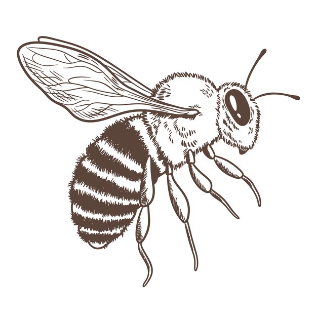 Sketch honey bee side view drawing Royalty Free Vector Image