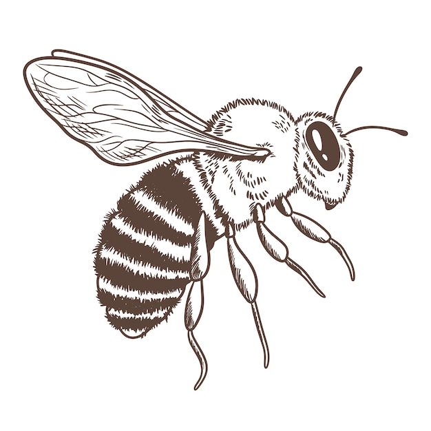 Hand drawn bee drawing illustration