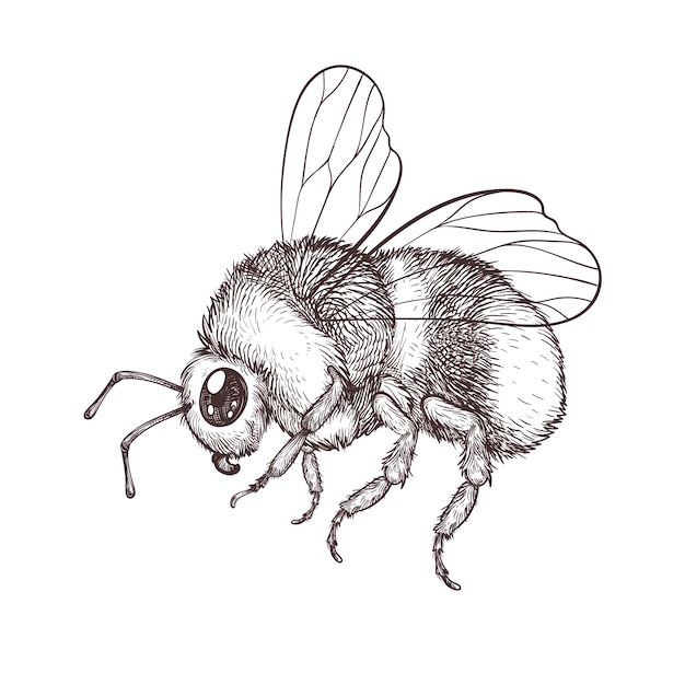 Free vector hand drawn bee drawing illustration