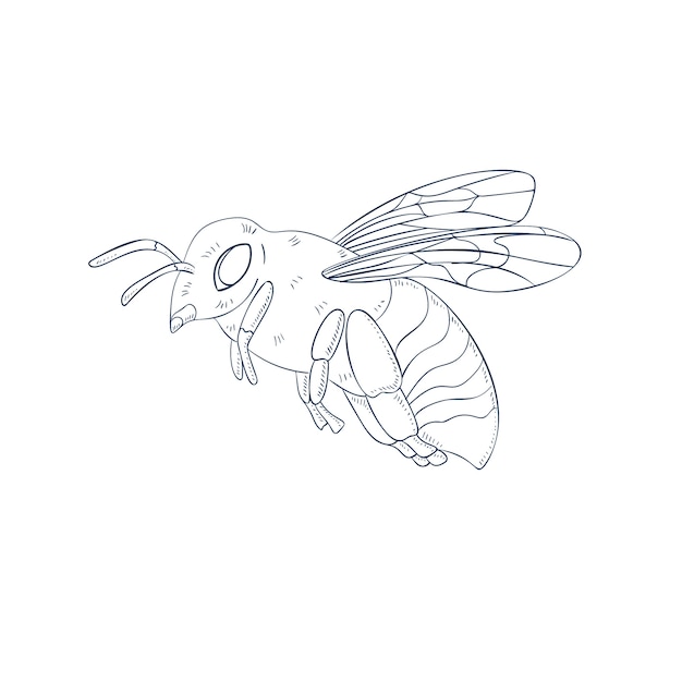 Нарисованная рукой иллюстрация контура пчелы