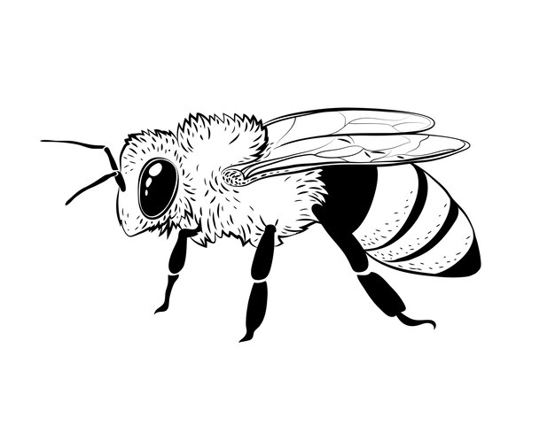 Hand drawn bee outline illustration