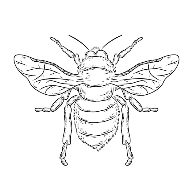 Free vector hand drawn bee  outline illustration