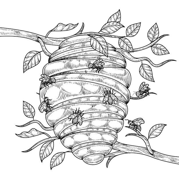 Hand drawn beehive  drawing illustration