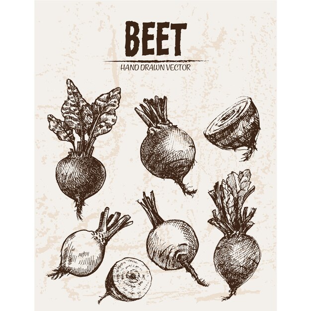 Hand drawn beet collection