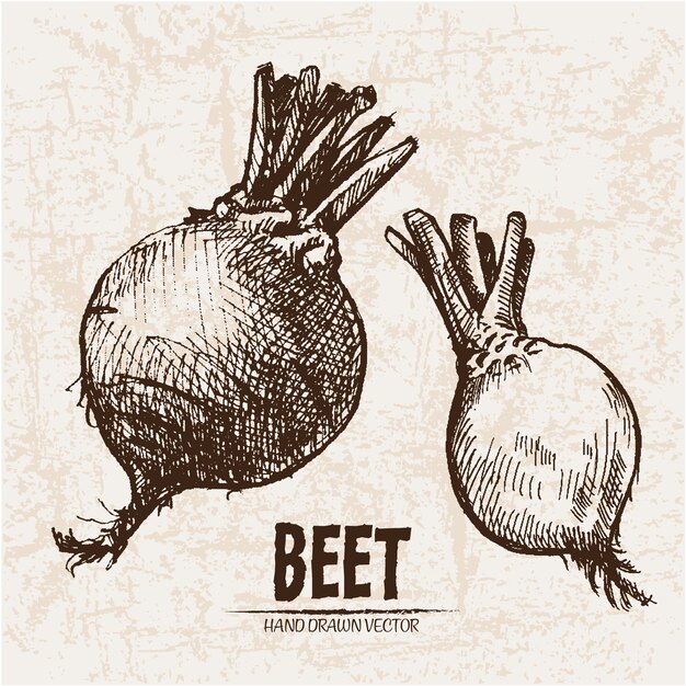 Hand drawn beet collection