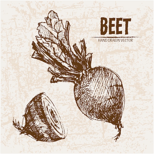 Hand drawn beet collection