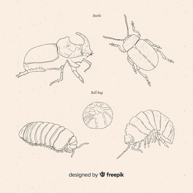 Hand drawn beetle sketches collection