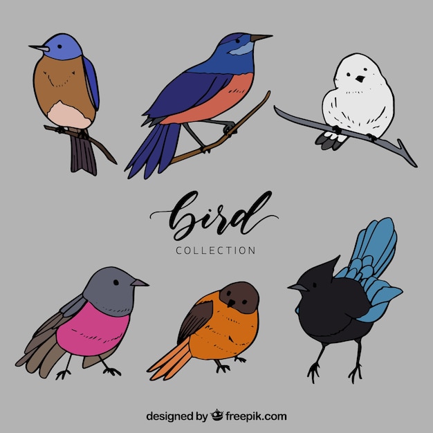 Free vector hand drawn bird collection