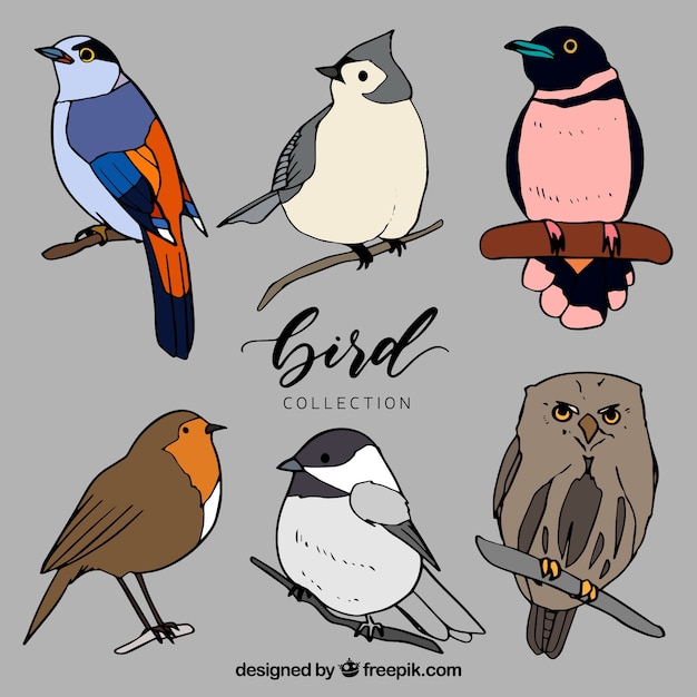 Free vector hand drawn bird collection