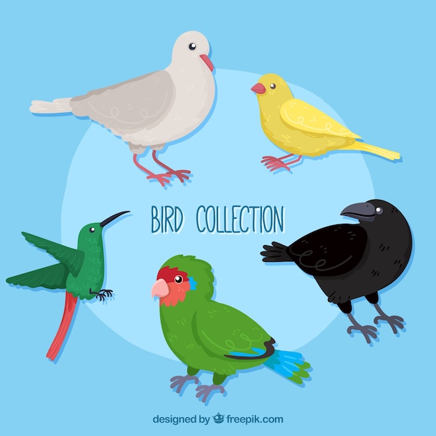 Hand drawn bird collection