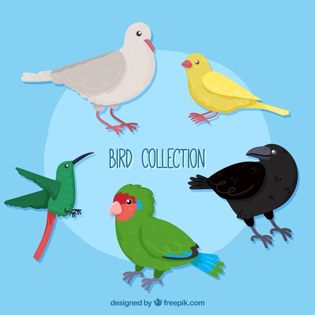 Коллекция рисованной птицы