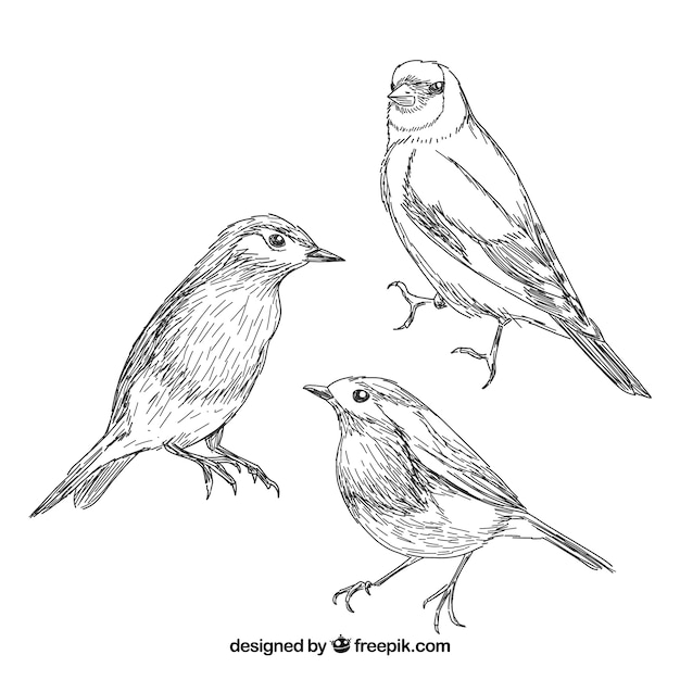 Free Vector hand drawn bird collection